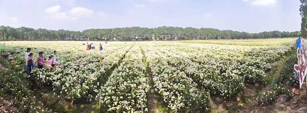 道地藥材數(shù)字化應(yīng)用發(fā)布，杭白菊產(chǎn)業(yè)迎來(lái)數(shù)字化變革